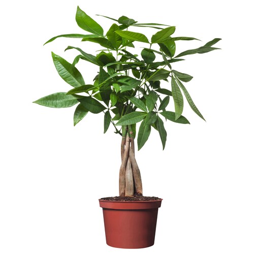 Envio y venta de flores ,rosas, plantas,arreglos florales ,regalos y desayunos a domicilio con delivery gratis en la Ciudad Autonoma de Buenos Aires y con costo de envo en localidades del Gran Buenos Aires asi como delivery de flores y plantas a travs de florerias asociadas en todas las provincias de la Argentina, Buenos Aires, la Pampa, Tucuman, La Rioja, Ro Negro, Entre Rios, Corrientes, Misiones, Neuquen, Chubut, Tierra del Fuego, Santa Cruz, San Luis, Mendoza, Cordoba, Jujuy, Formosa, Santiago del Estero, Salta, Chaco, Catamarca ,San Juan, y ademas realizamos el delivery de flores ,coronas,palmas , plantas y regalos a todas las ciudades de Argentina, Mar del Plata, Crdoba, Buenos Aires, con cargo en Santa Rosa, La Plata, Bella Vista, Neuquen, Pilar, Paran, Posadas, Resistencia, Cipolleti y mas de 300 ciudades y localidades en todo el territorio de nuestro pas, asi como tambien tenemos la posibilidad de enviar flores a casi todo el mundo en cuestion de horas